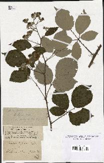 spécimen de Rubus bifrons