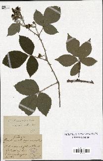 spécimen de Rubus rhombifolius