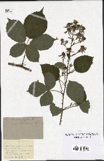 spécimen de Rubus rhombifolius