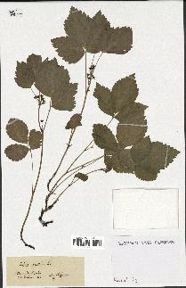 spécimen de Rubus saxatilis