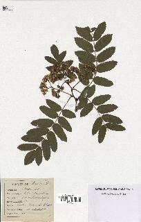 spécimen de Sorbus domestica