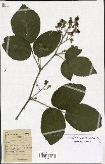 spécimen de Rubus macrophyllus