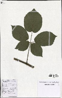 spécimen de Rubus macrophyllus