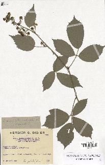 spécimen de Rubus macrophyllus