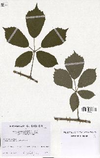 spécimen de Rubus macrophyllus