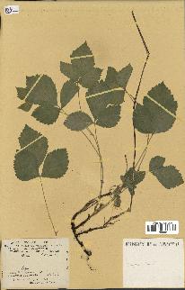spécimen de Rubus sp.