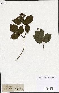 spécimen de Rubus sp.