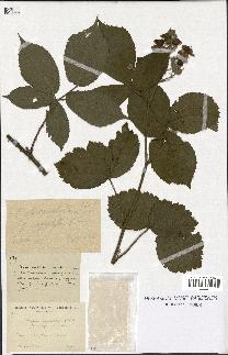 spécimen de Rubus macrophyllus