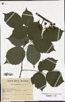 spécimen de Rubus macrophyllus