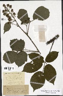 spécimen de Rubus macrophyllus