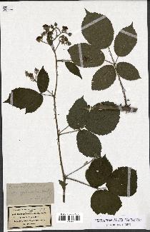 spécimen de Rubus macrophyllus