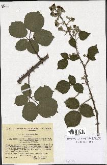 spécimen de Rubus vestitus