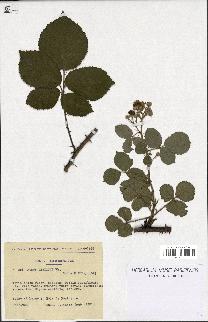 spécimen de Rubus vestitus