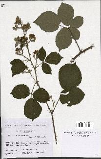 spécimen de Rubus vestitus