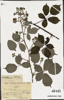 spécimen de Rubus radula