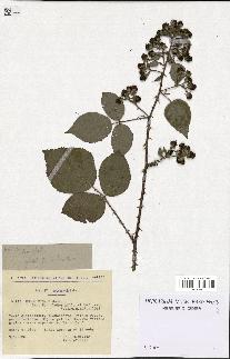 spécimen de Rubus micans