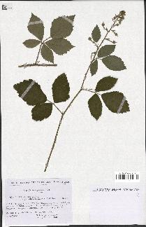 spécimen de Rubus micans