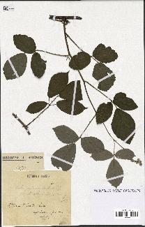 spécimen de Rubus gratiosus