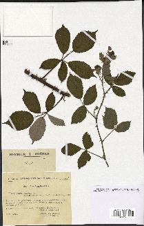 spécimen de Rubus radula