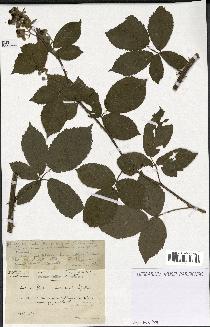 spécimen de Rubus constrictus