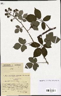 spécimen de Rubus radula