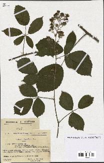 spécimen de Rubus radula