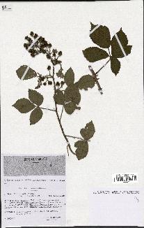 spécimen de Rubus radula