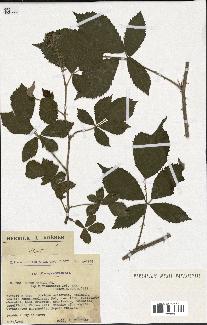 spécimen de Rubus radula