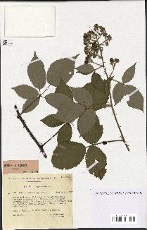 spécimen de Rubus radula