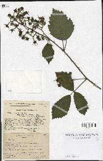 spécimen de Rubus micans