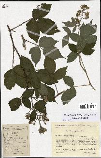 spécimen de Rubus micans