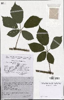 spécimen de Rubus micans