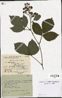 spécimen de Rubus micans