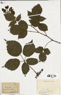 spécimen de Rubus pyramidalis