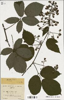 spécimen de Rubus pallidus