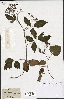 spécimen de Rubus rudis