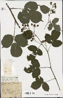 spécimen de Rubus sp.
