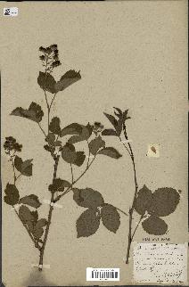 spécimen de Rubus sp.