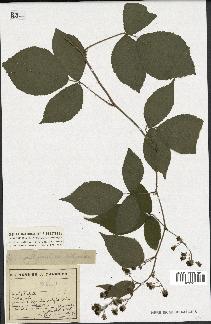 spécimen de Rubus sp.