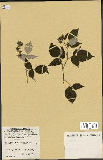 spécimen de Rubus sp.