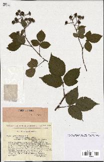 spécimen de Rubus hirtus