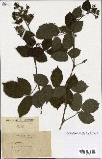 spécimen de Rubus hirtus