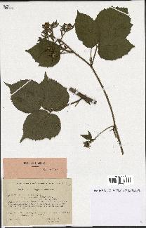 spécimen de Rubus hirtus