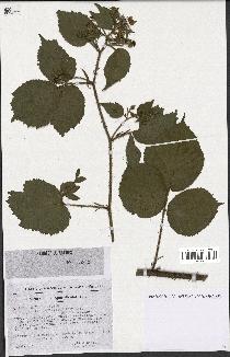 spécimen de Rubus hirtus