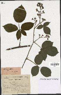 spécimen de Rubus hirtus