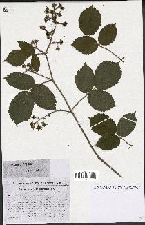 spécimen de Rubus hirtus