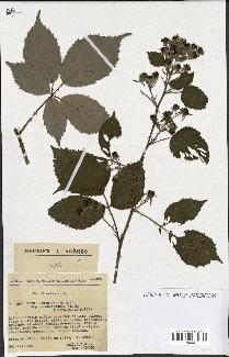 spécimen de Rubus macrostachys