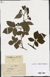 spécimen de Rubus macrostachys