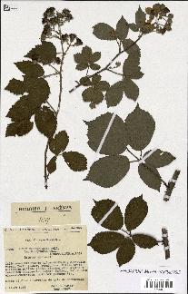 spécimen de Rubus macrostachys