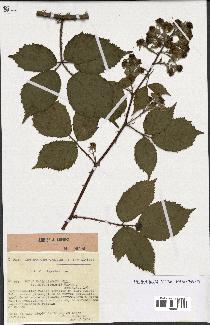 spécimen de Rubus macrostachys